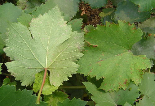 151332738531496789Ra.jpg 圖片53.jpg