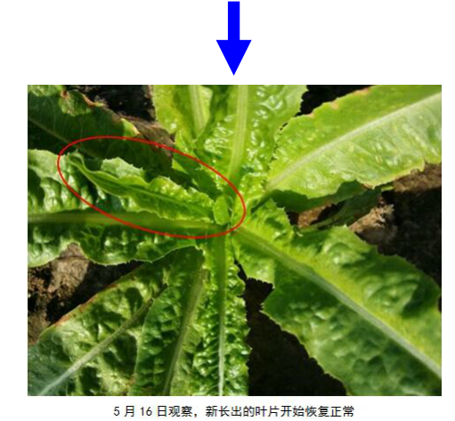 15133329443167977x0V.png blob.png