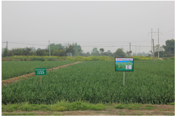 1513333118695256BK3t.png blob.png