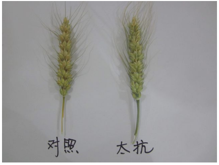 1513333813780620k1Jw.png blob.png