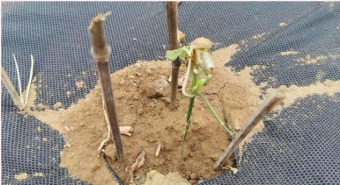 1587375464740422BTZ6.png image.png